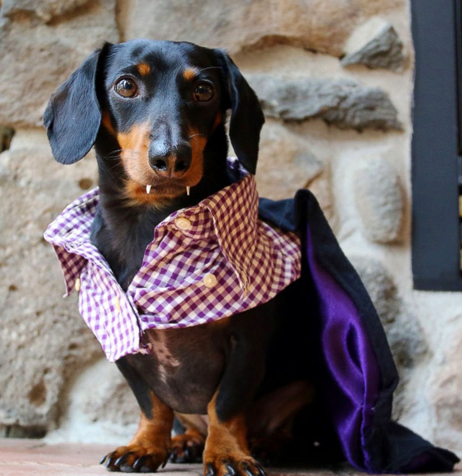 A Dachshund in dracula costume while sitting on top of the table