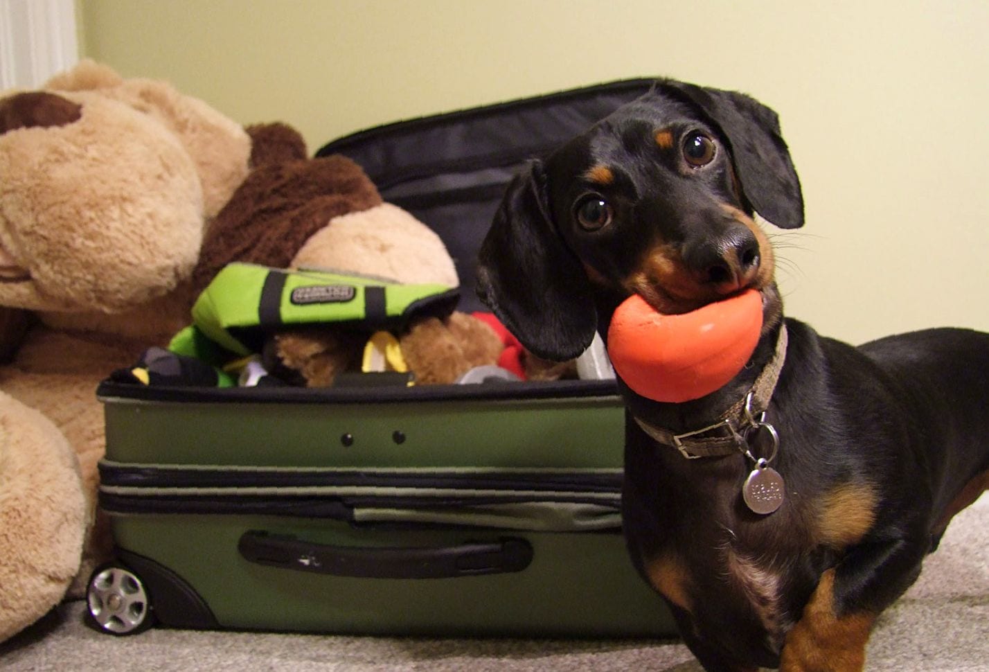 A Dachshund with a ball in its mouth standing on the floor in front of the suitcase with its toys