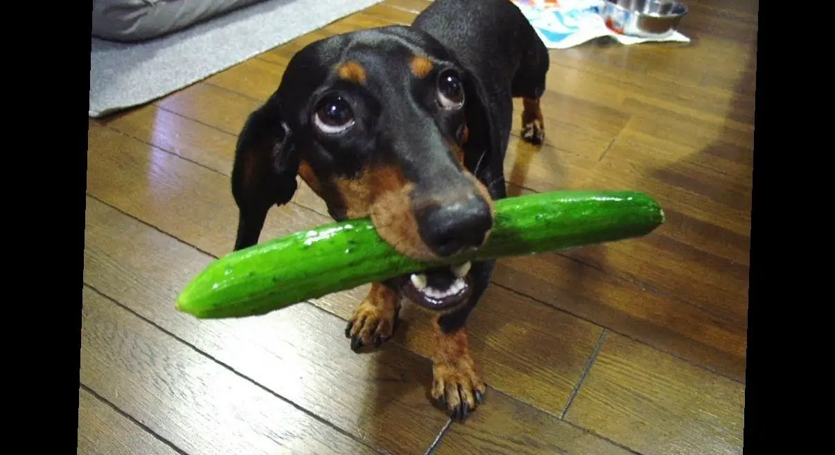 A Dachshund with cucumber in its mouth while standing on the floor with its sad eyes