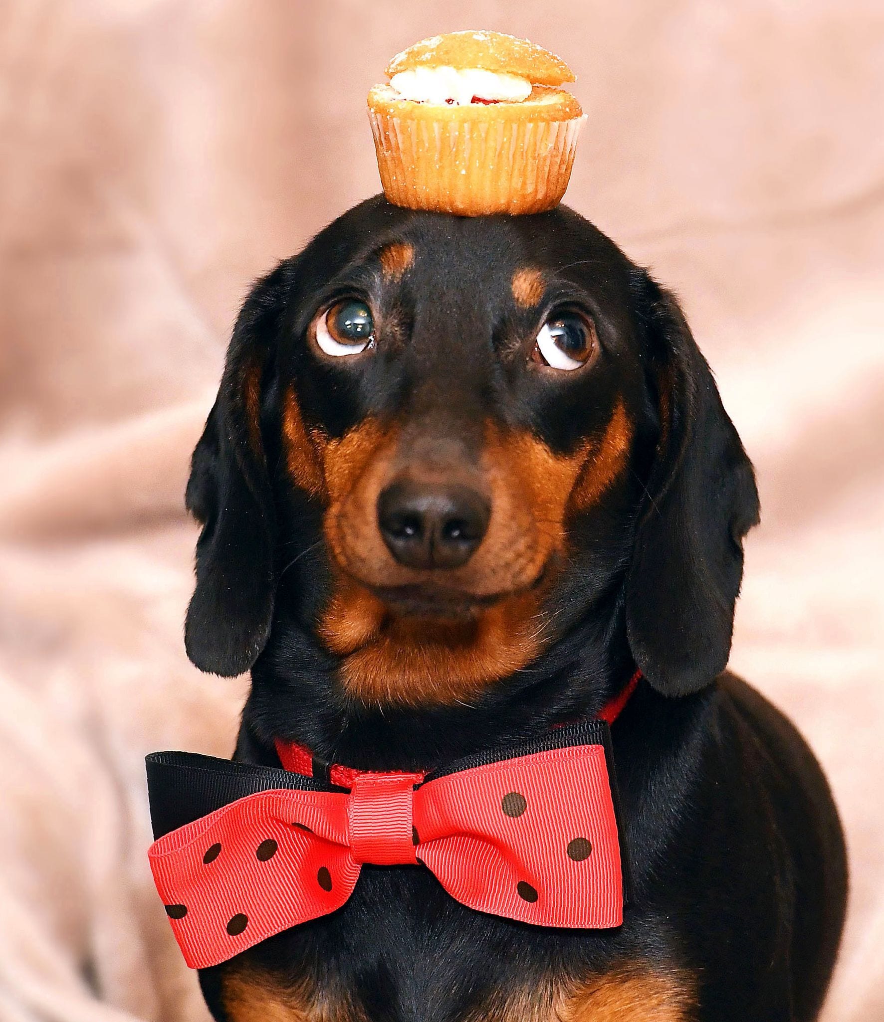 A Dachshund with cupcake on top of its head while wearing a large bow tie around its neck