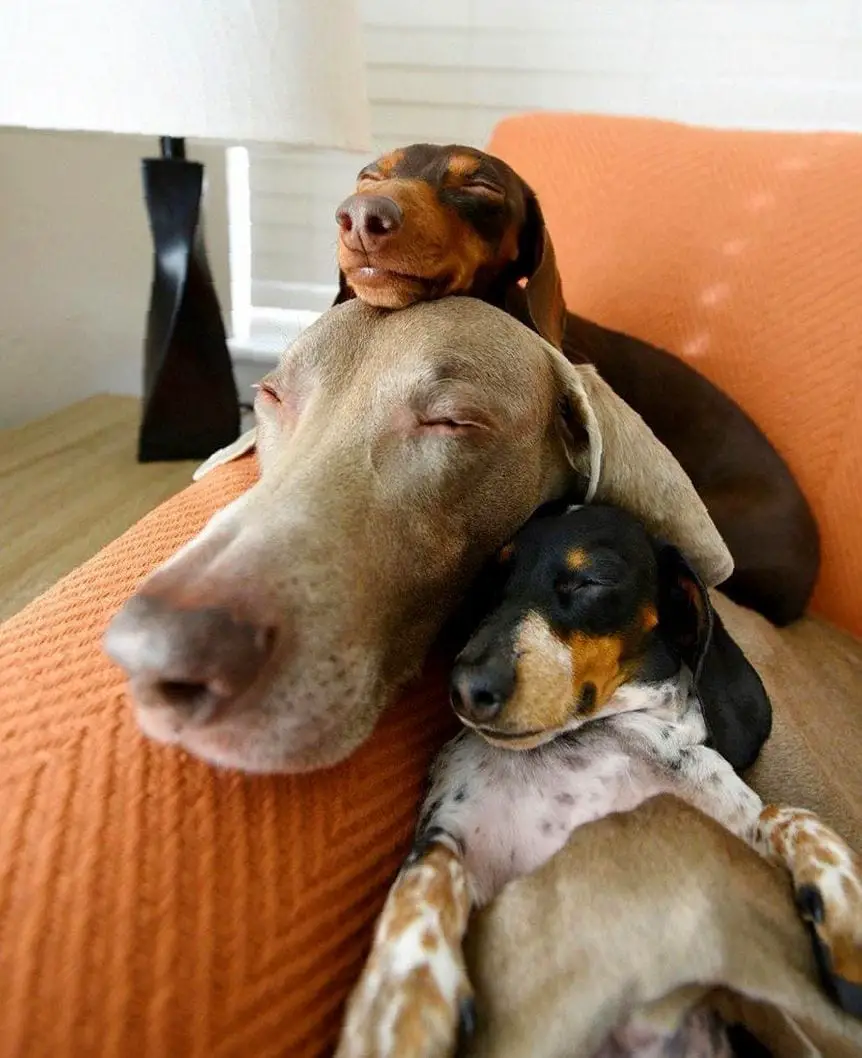 two Dachshund puppies sleeping on the couch with a big dog