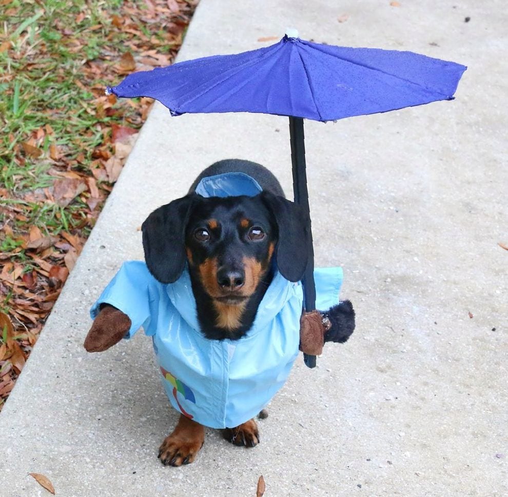 A Dachshund wearing a raincoat and holding an umbrella while standing on the pavement