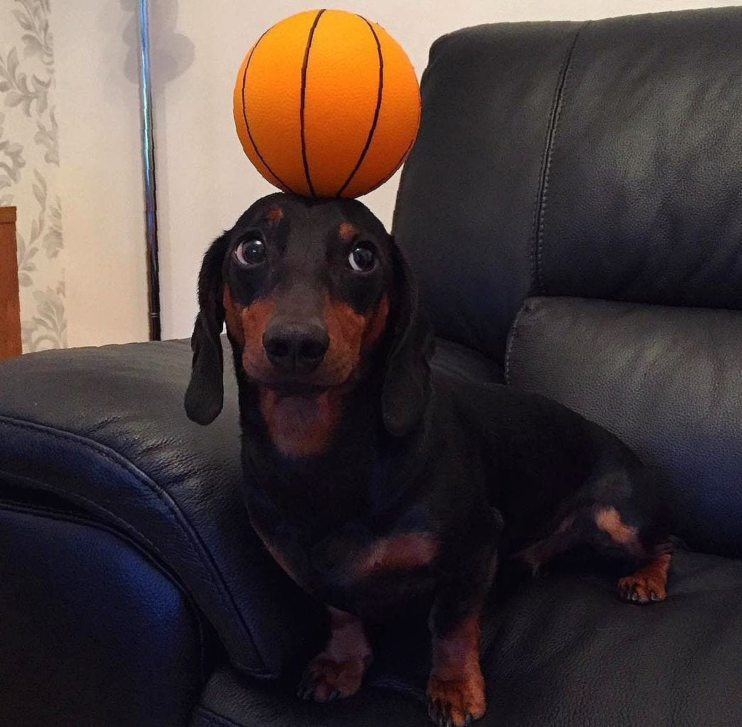 A Dachshund sitting on the chair with a ball on top of its head
