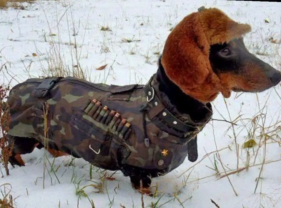 A Dachshund wearing a hat and a camouflage jacket while standing in snow