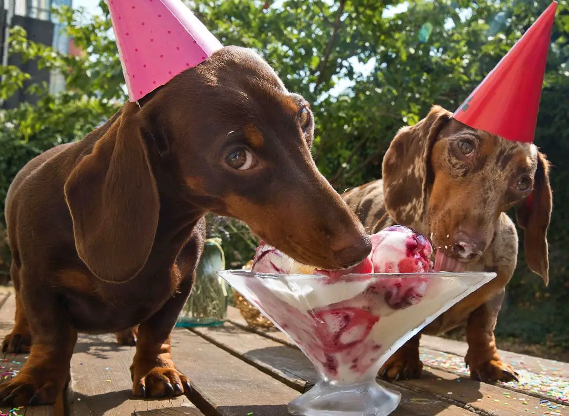 two Dachshund wearing cone hats while standing on top of the table and licking some icecream