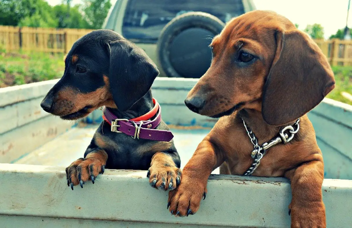 two Dachshund puppies in the car trunk