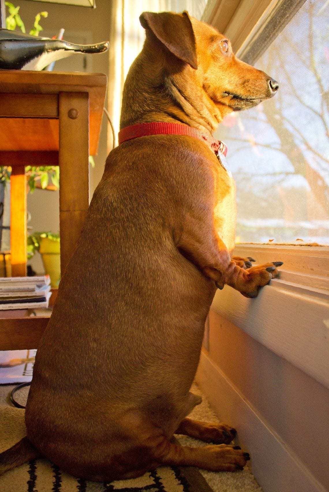 A chubby Dachshund sitting by the window while looking outside