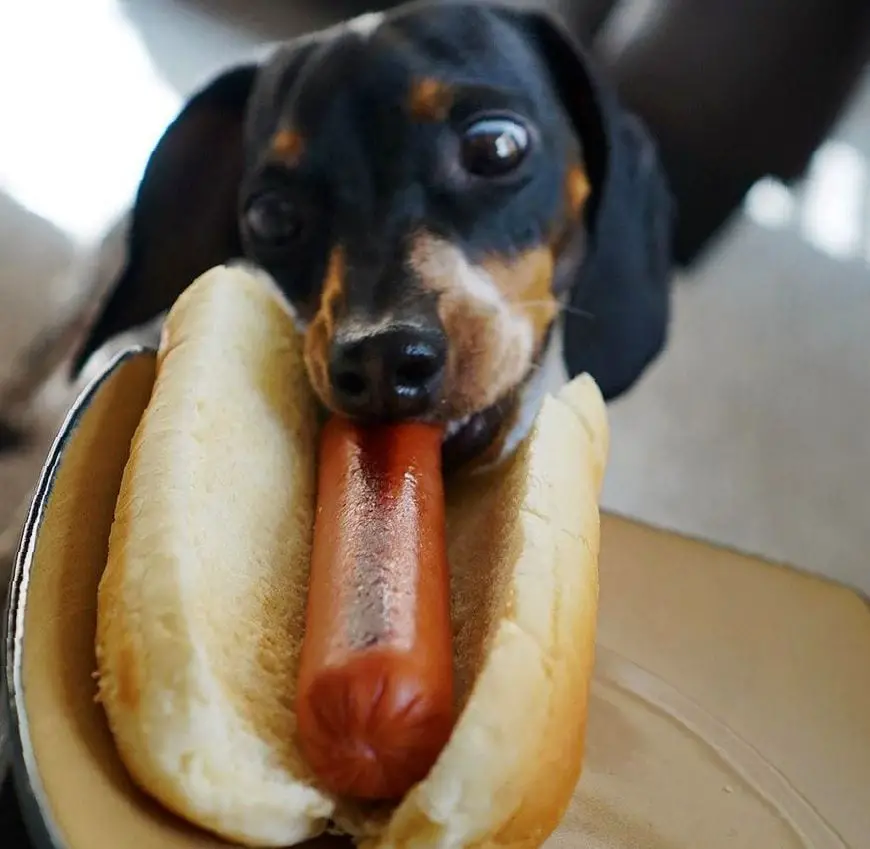 A Dachshund eating the hotdog from the bun