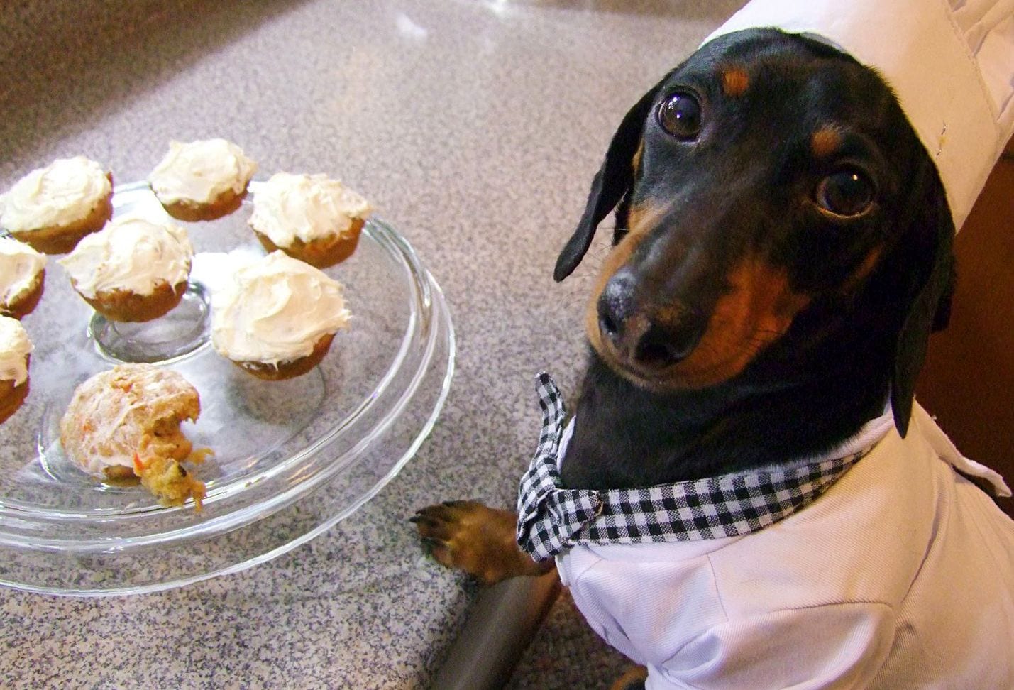 A Dachshund in its chef outfit standing by the counter with cupcakes in front of him