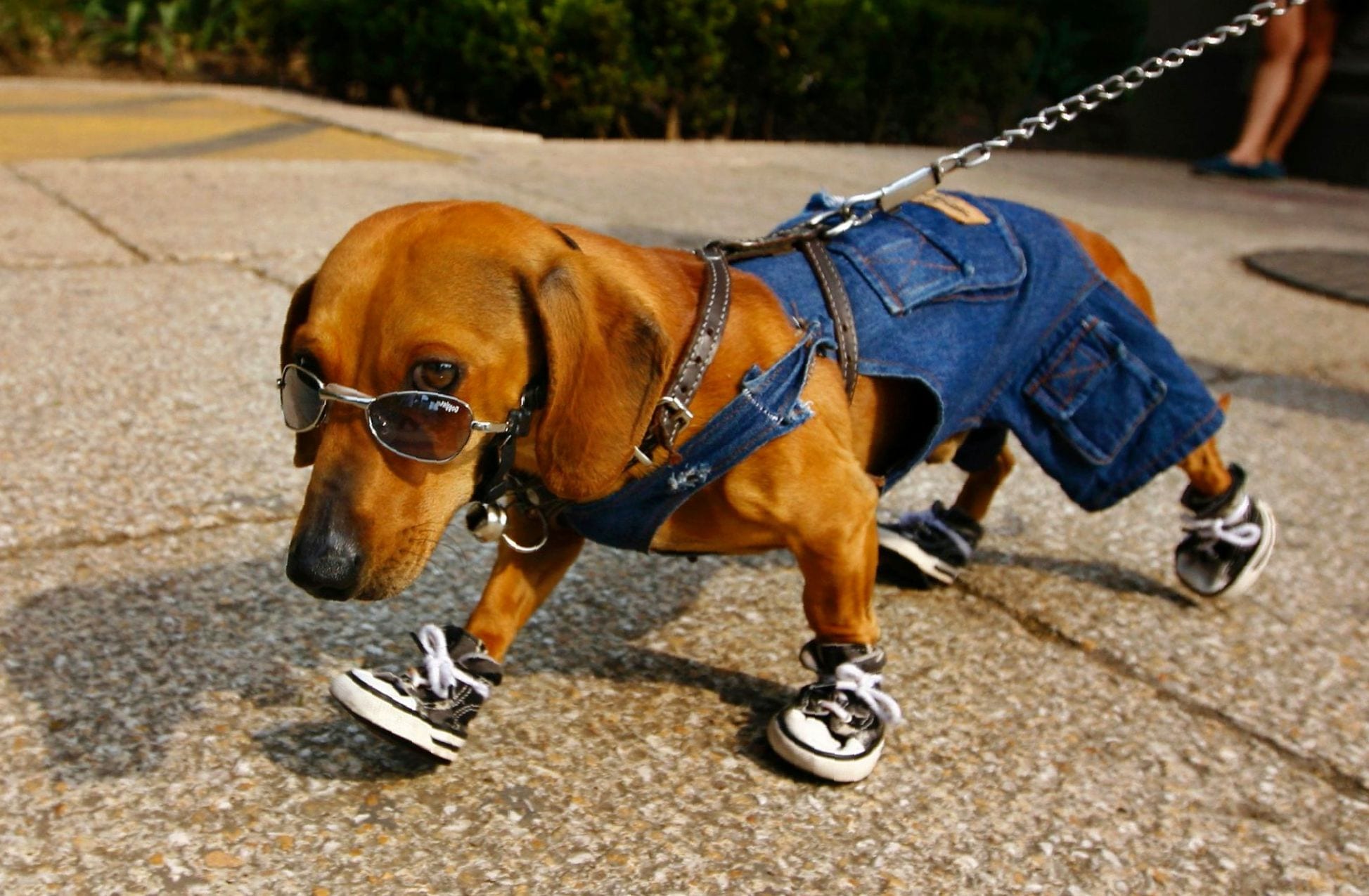 A Dachshund wearing denim short, sunglasses, and shoes while walking in the street