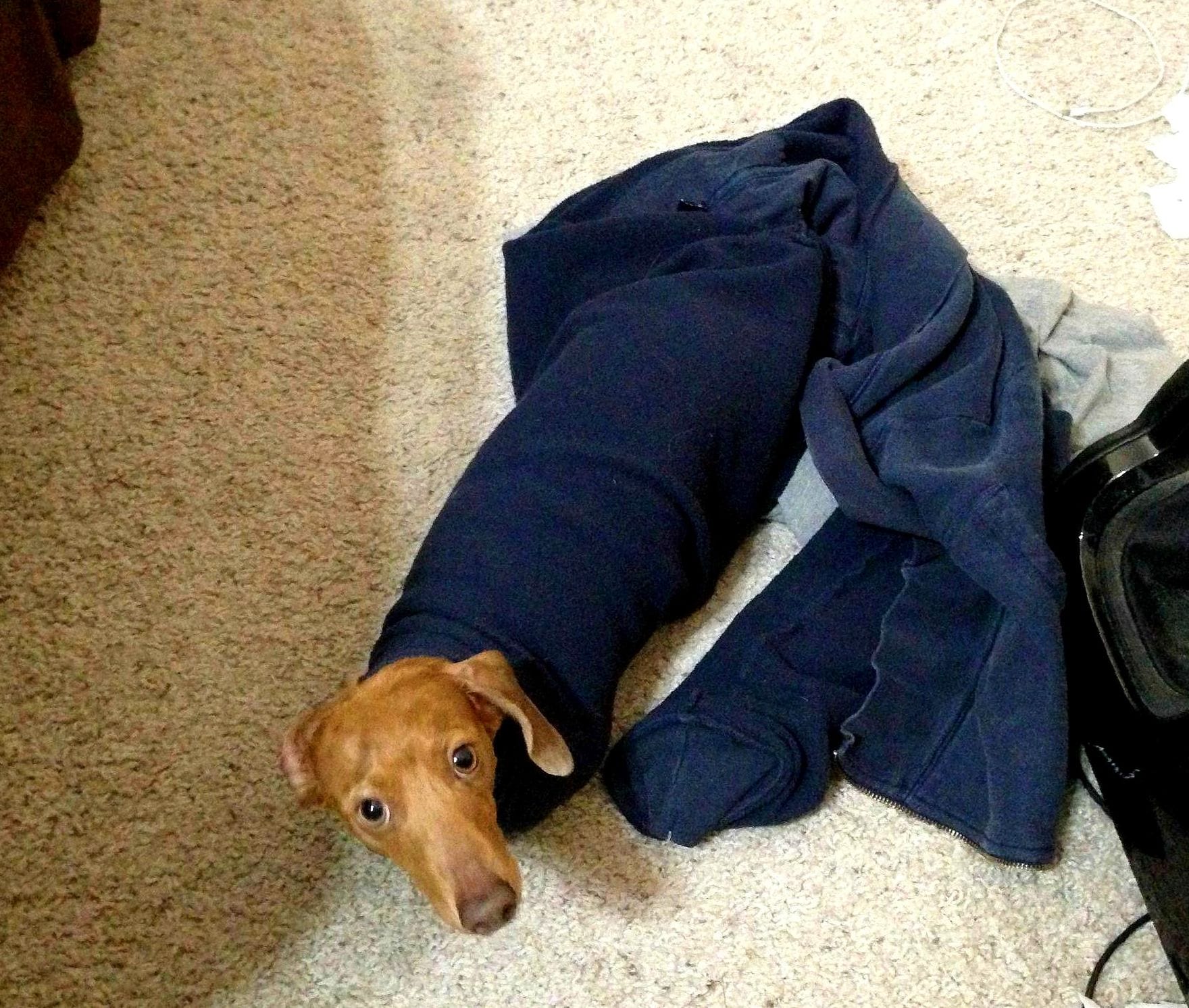 A Dachshund with its body wrapped in a shirt while standing on the floor