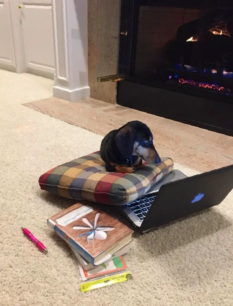 A Dachshund lying on its bed while watching the laptop on the floor