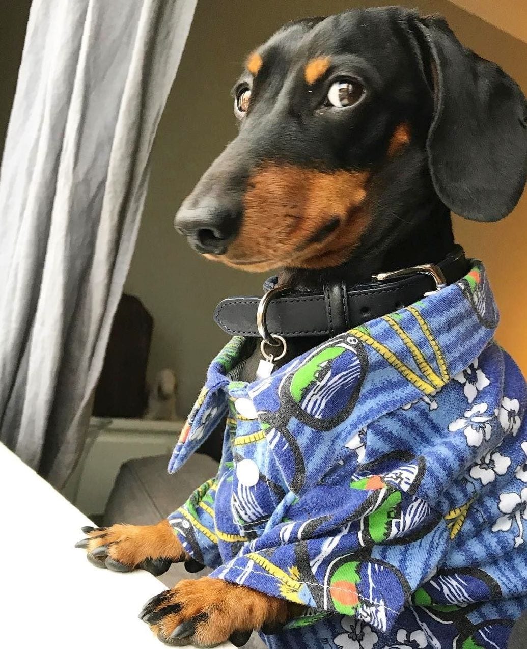 A Dachshund wearing a polo shirt while leaning towards the window sill