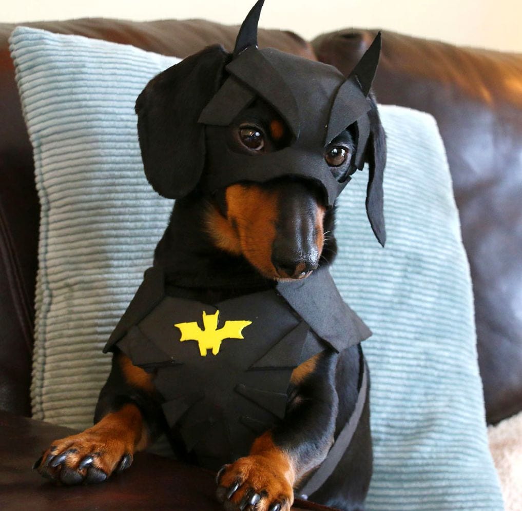 A Dachshund in its batman costume sitting on the couch