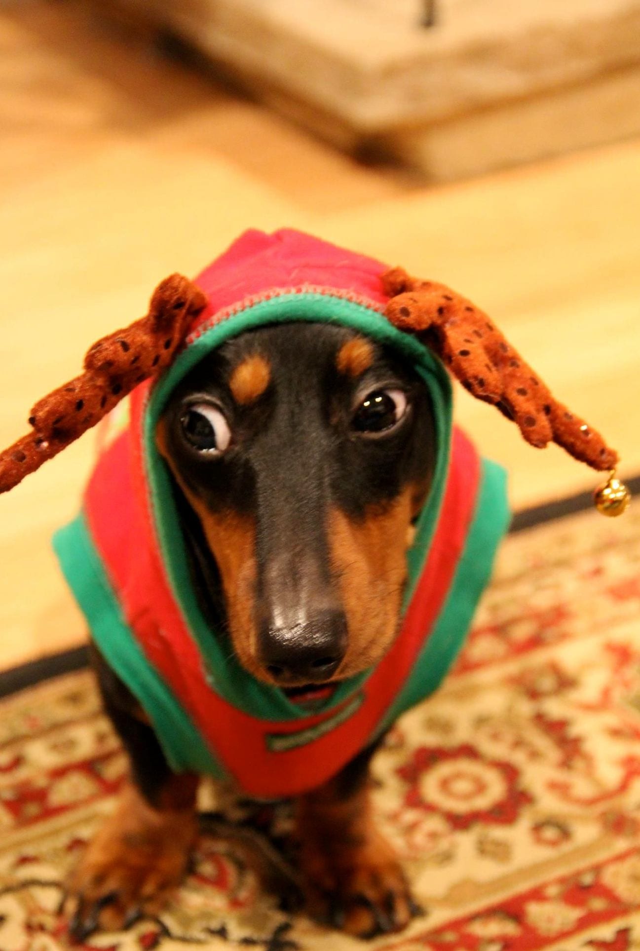 A Dachshund wearing a reindeer costume while sitting on the carpet