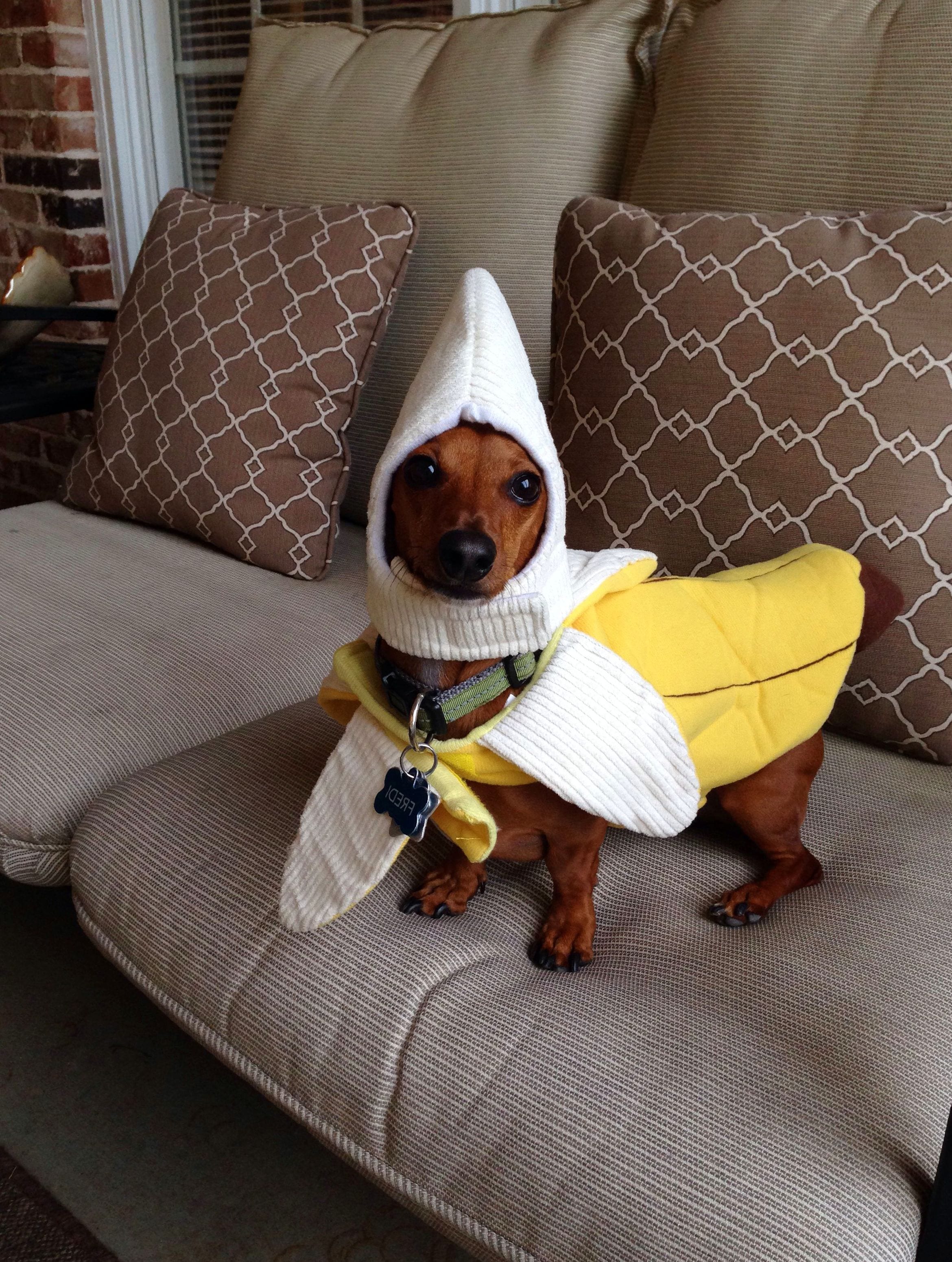 A Dachshund wearing hotdog costume while standing on the couch
