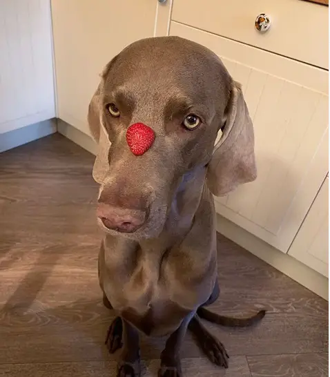 A Weimaraner sitting on the floor with a slice of strawberry on top of its muzzle