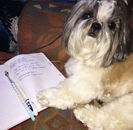 Funny Shih Tzu with a notebook and pen