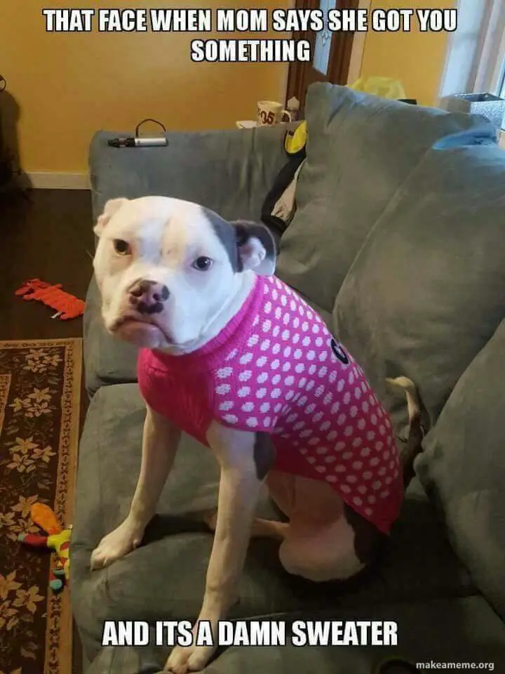 A Pitbull wearing a pink sweater while sitting on the couch while staring and with text - The face when mom says she got you something and it's a damn sweater