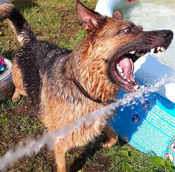 A German Shepherd catching the water from the hose with its mouth