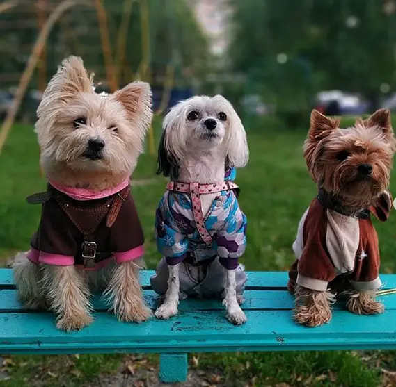 two Yorkies sitting on the bench with another dog in between them