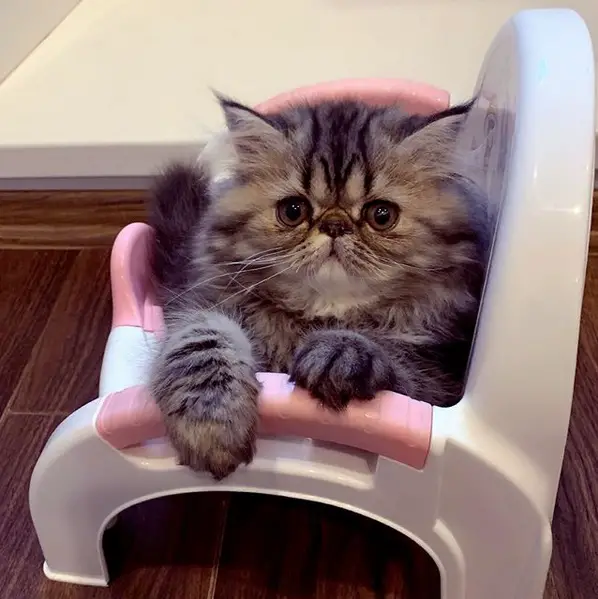Persian Cat lying on the baby's chair