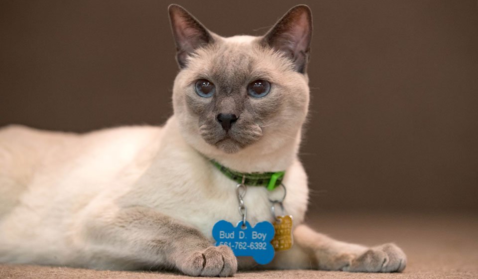 A Siamese Cat lying on the floor