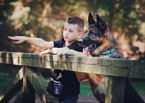 A German Shepherd leaning towards the fence with a kid pointing at something