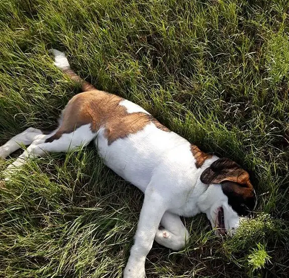 A St. Bernard puppy sleeping on the grass