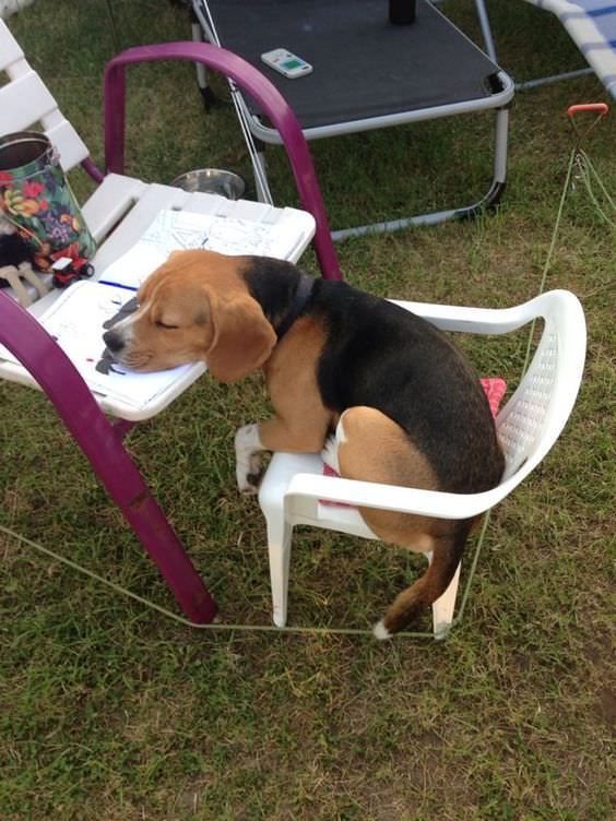 Beagle sitting on the chair sleeping with its face on top table