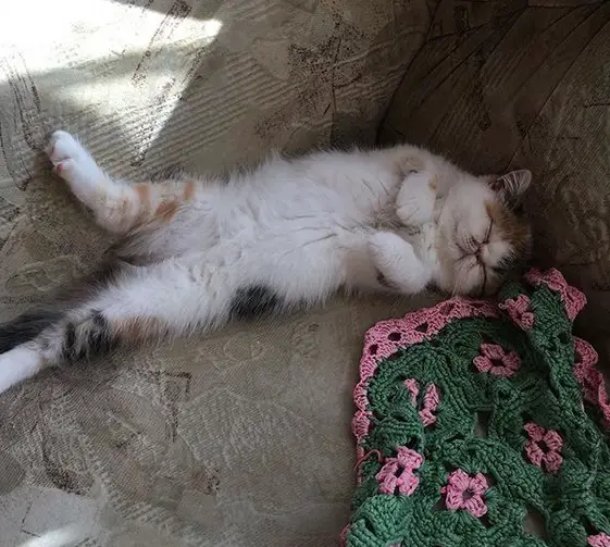 Persian Cat sleeping soundly on the couch with its legs spread out