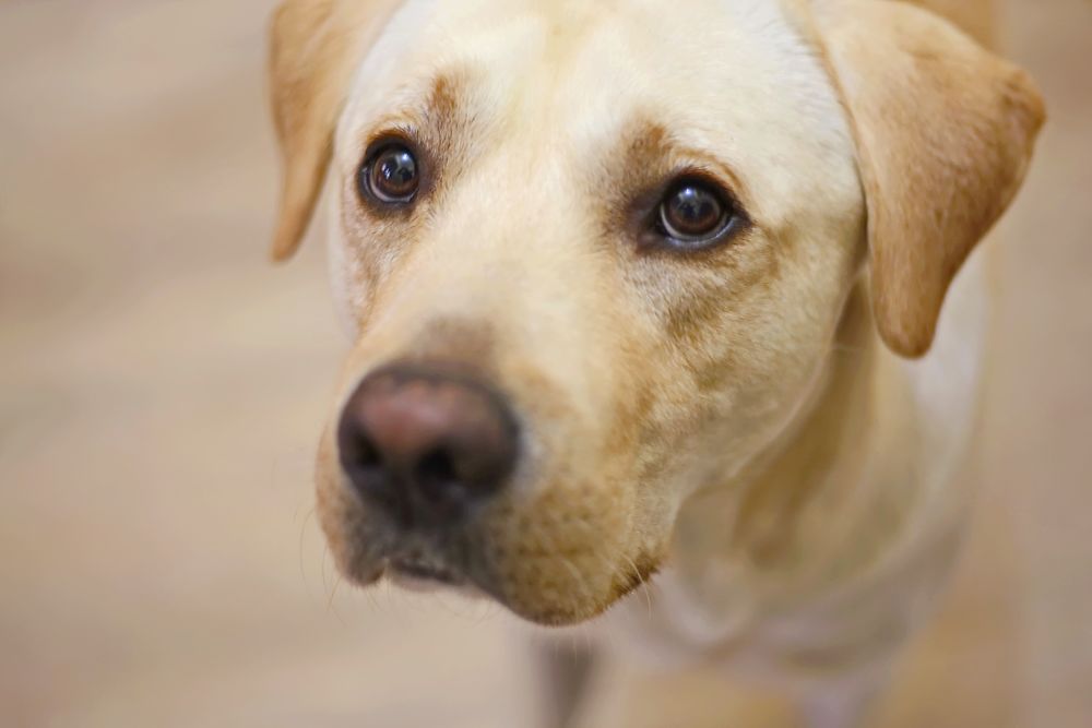 begging face of a Labrador Retriever