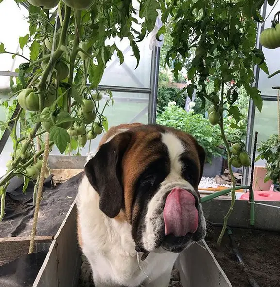 A St. Bernard inside the vegetable greenhouse while licking its mouth