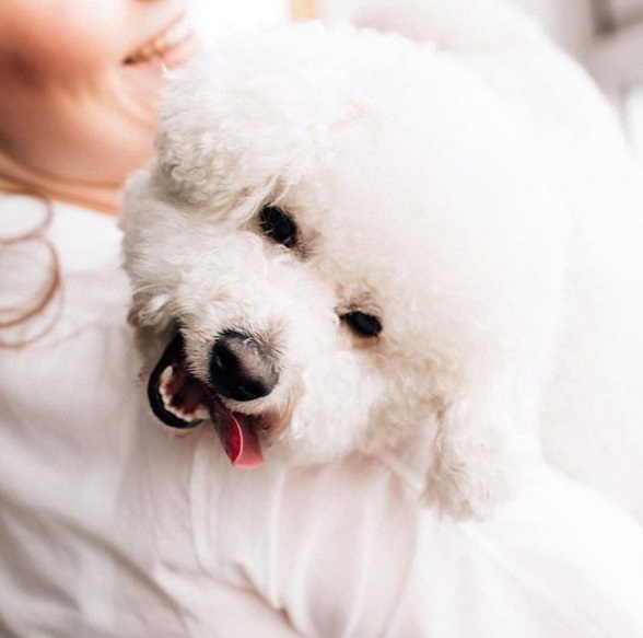 A happy Bichon Frise in the arms of the woman