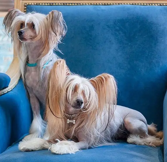 two Chinese Crested Dog on the chair