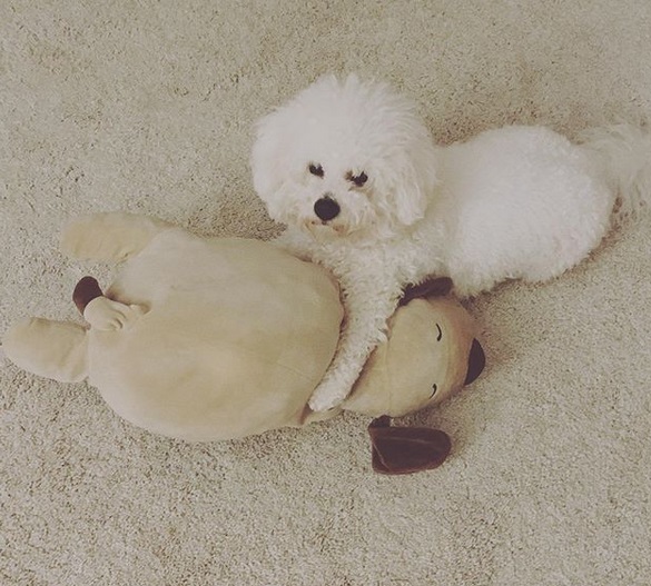 A Bichon Frise lying on the floor while hugging its stuffed toy