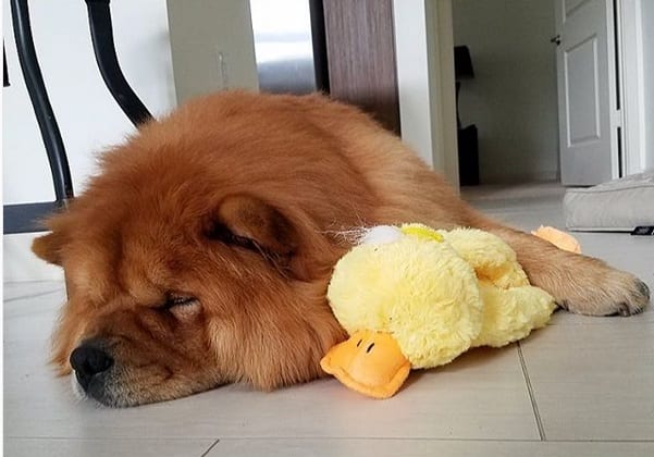 A Chow Chow sleeping on the floor with its duck stuffed toy