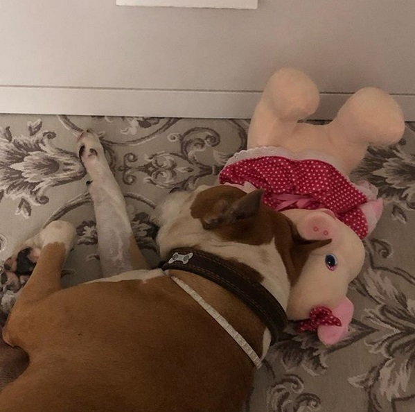 A Staffordshire Bull Terrier sleeping on the floor with its head on the pig stuffed toy