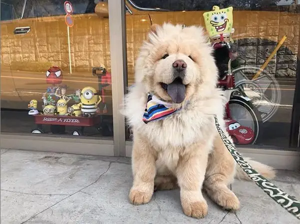 A Chow Chow sitting on the pavement with minion inside the store behind him