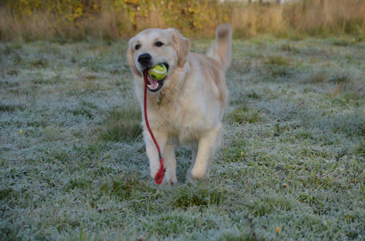 Golden Retriever walking in the grass with a tennis ball in its mouth