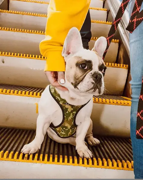 A French Bulldog sitting on escalator with a man