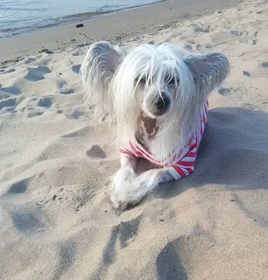 A Chinese Crested Dog lying in the sand at the beach