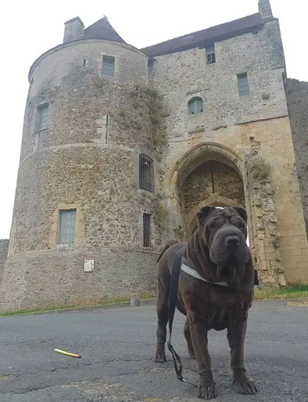 Shar Pei standing in front of a tourist spot