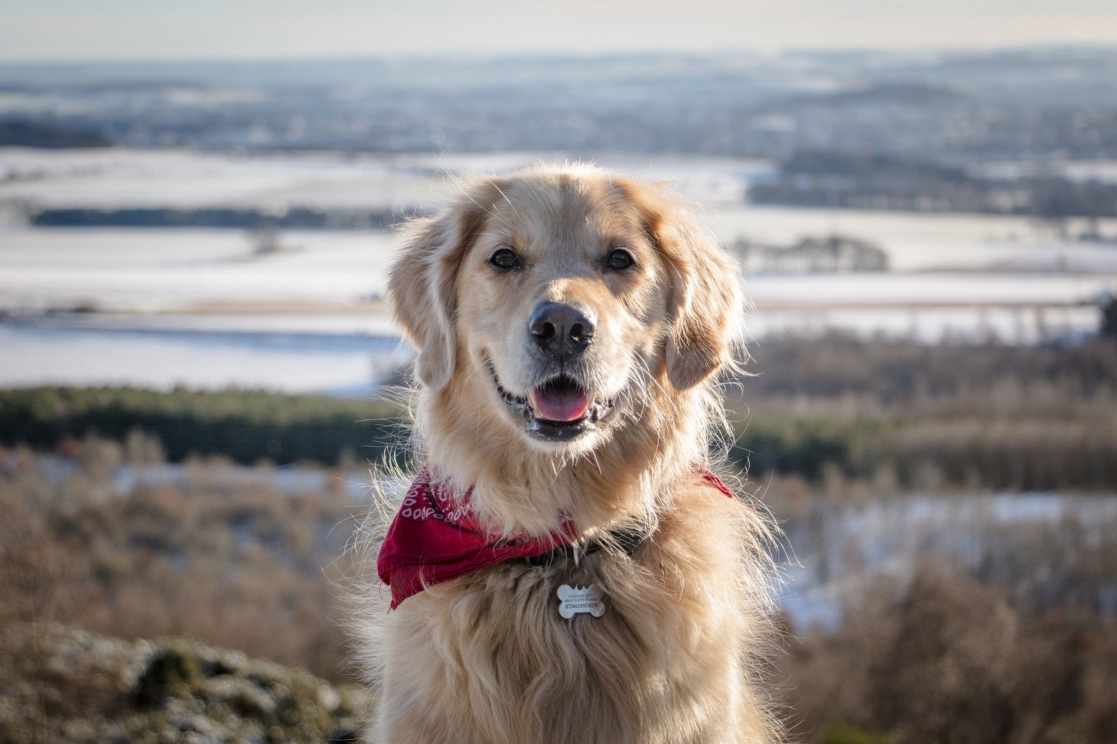 A Golden Retriever sitting in the mountain while smiling