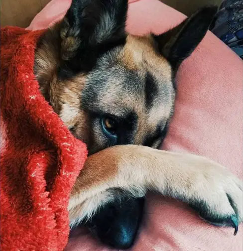 A German Shepherd lying on the couch with its paw on its face