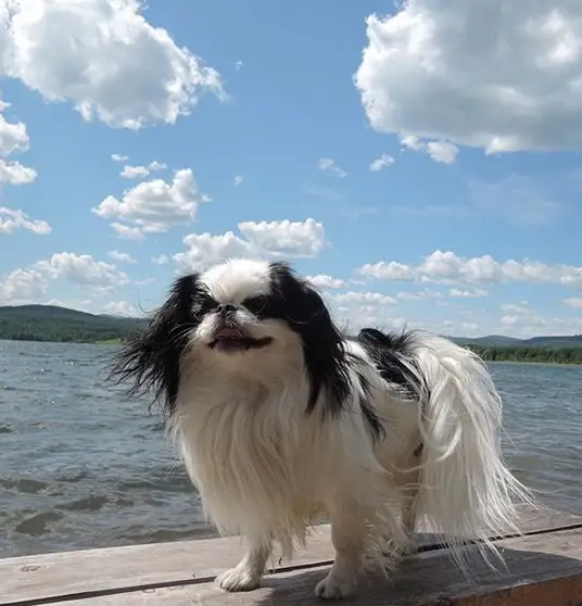A Japanese Chin standing on top of the bench beside the lake