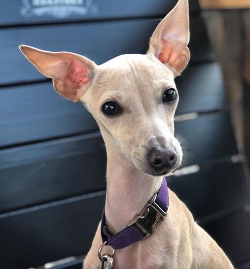 An Italian Greyhound wearing a purple collar while sitting on the bench