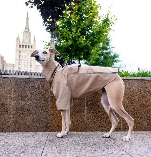 A Italian Greyhound wearing a sweater while standing at the park