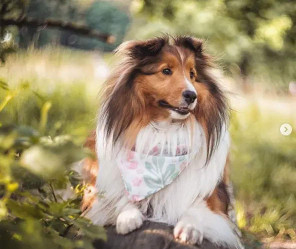 A Shetland Sheepdog lying on the ground in the forest