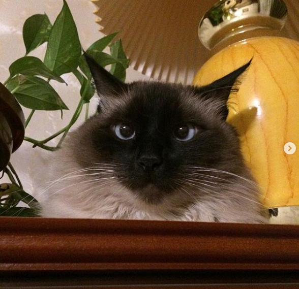 A Siamese Cat lying on top of the table with a lamp and plant